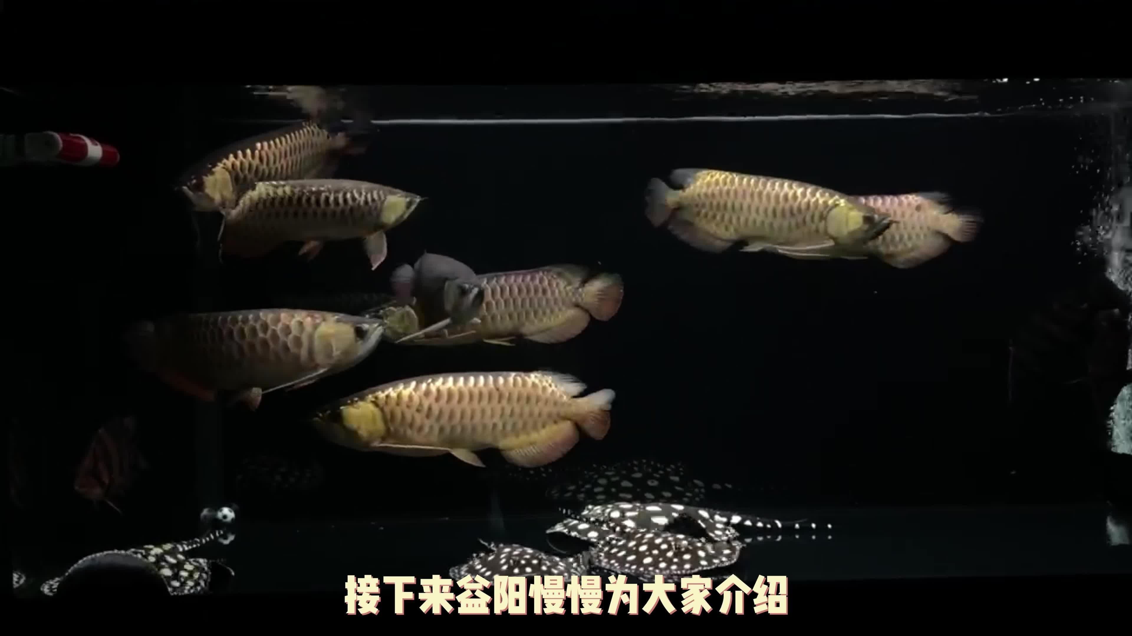 挑選龍魚的五大要點【《挑選龍魚的五大要點》】