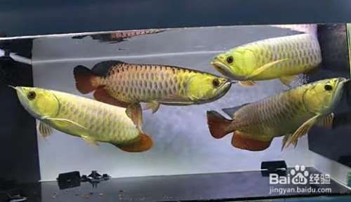 深海龍魚是如何繁殖的？【深海龍魚的繁殖過程兼具自然與人工干預(yù)的特點】