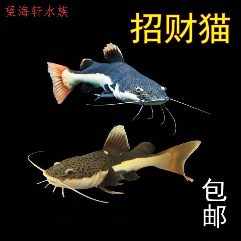 招財貓和龍魚混養的好處【招財貓與龍魚混養具有諸多益處，】
