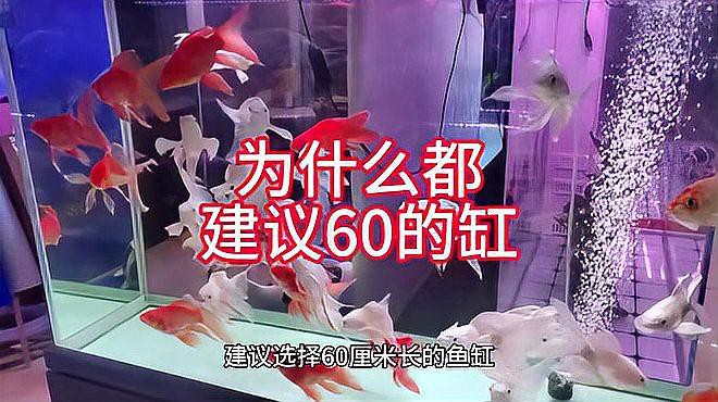 60缸屬于大缸還是小缸【60缸屬于大缸還是小缸劇小七】