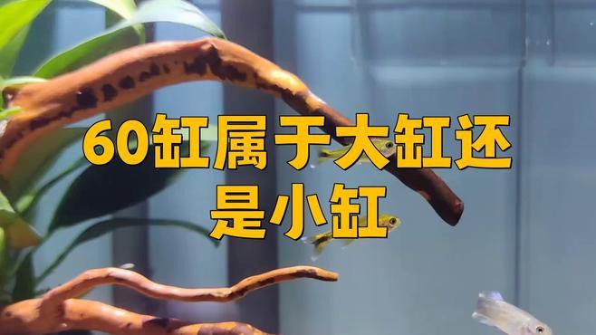 60缸屬于大缸還是小缸【60缸屬于大缸還是小缸劇小七】