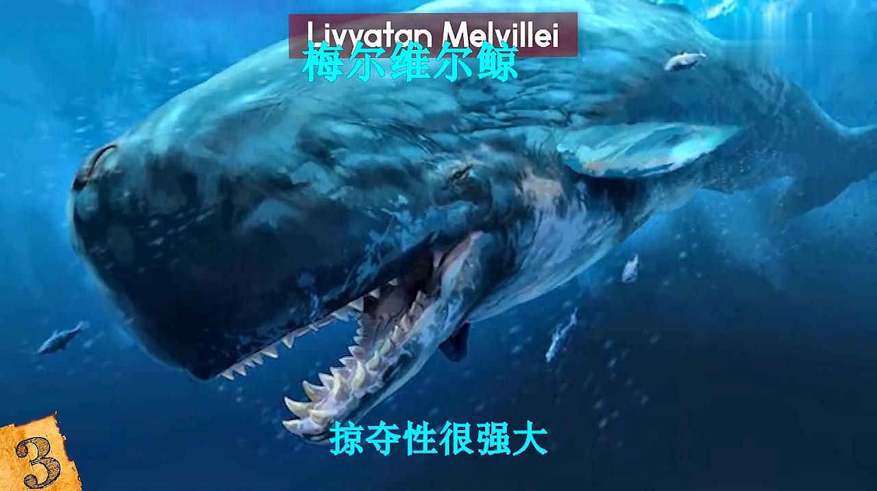 梅爾維爾鯨有天敵嗎【史前海洋霸主梅爾維爾鯨與梅爾維爾鯨決斗誰能笑到最后甬城三食客】