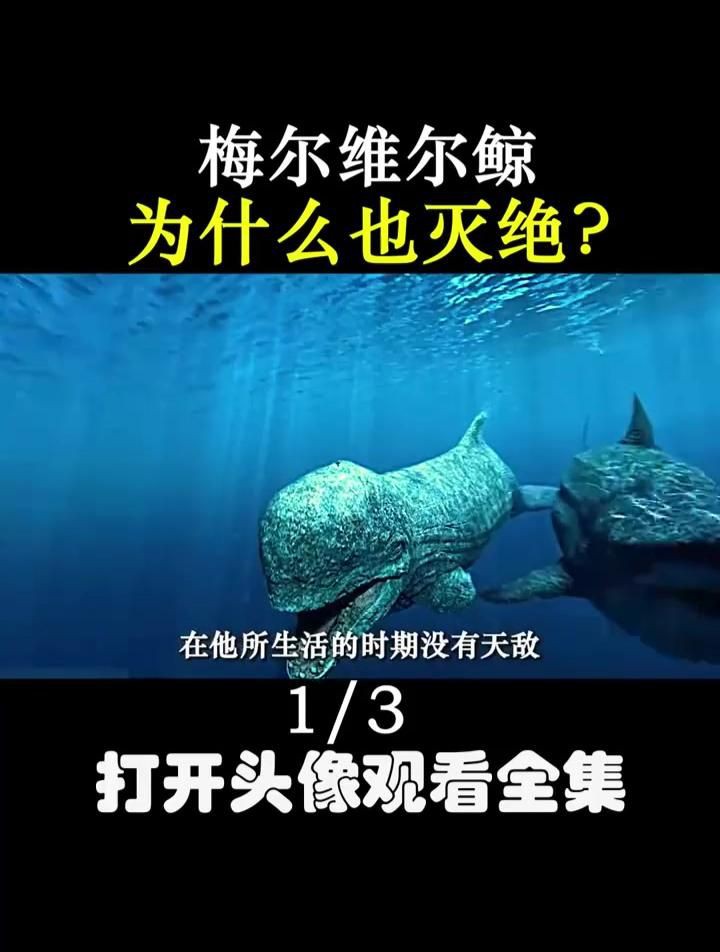 梅爾維爾鯨有天敵嗎【史前海洋霸主梅爾維爾鯨與梅爾維爾鯨決斗誰能笑到最后甬城三食客】