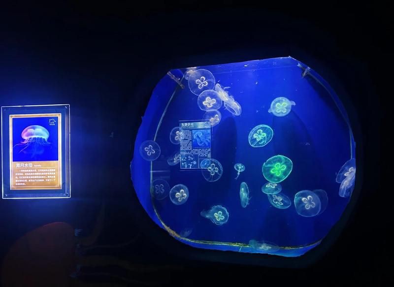 蚌埠水族館【皖北首家水下探索體驗皖北首家樂園蚌埠水族館】