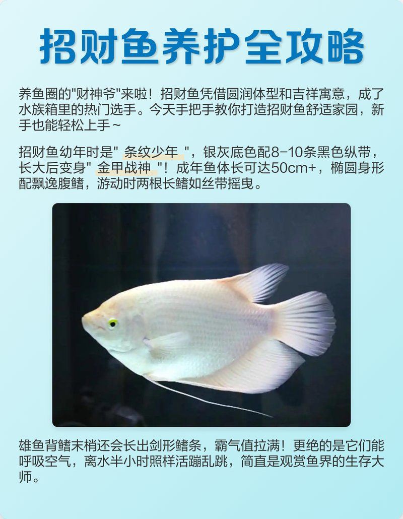 招財魚混養需要哪些過濾設備【招財魚混養時所需的過濾設備】