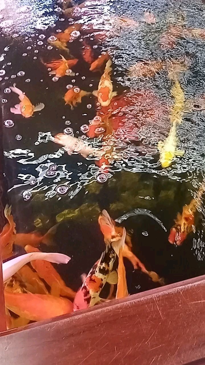 新榮水族店【“新榮水族店”專注于各類水生生物及相關產品的經營】