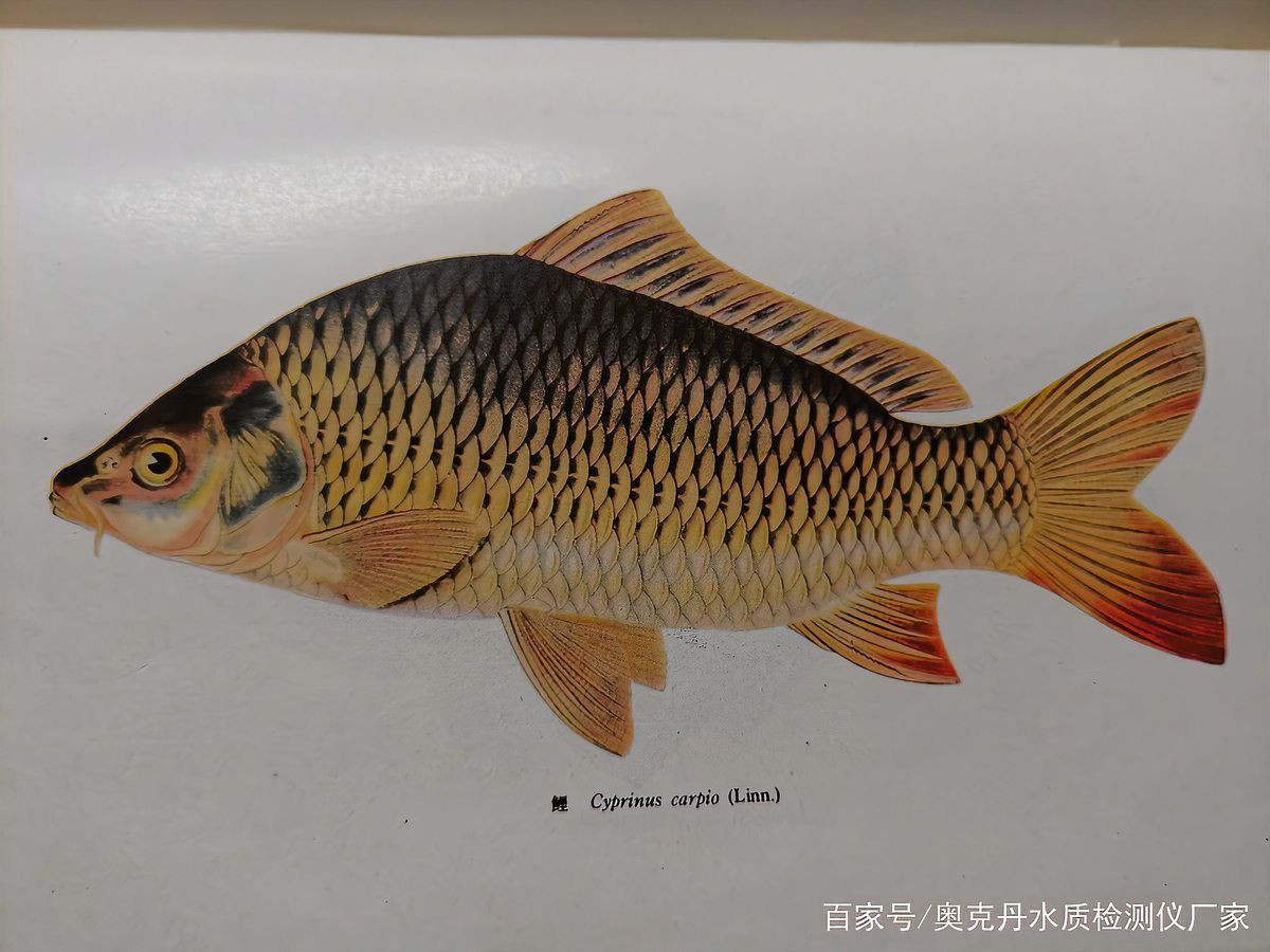 魚爛鰓會傳染嗎【魚爛鰓病會傳染嗎魚爛鰓病最好用什么藥你一定要知道】