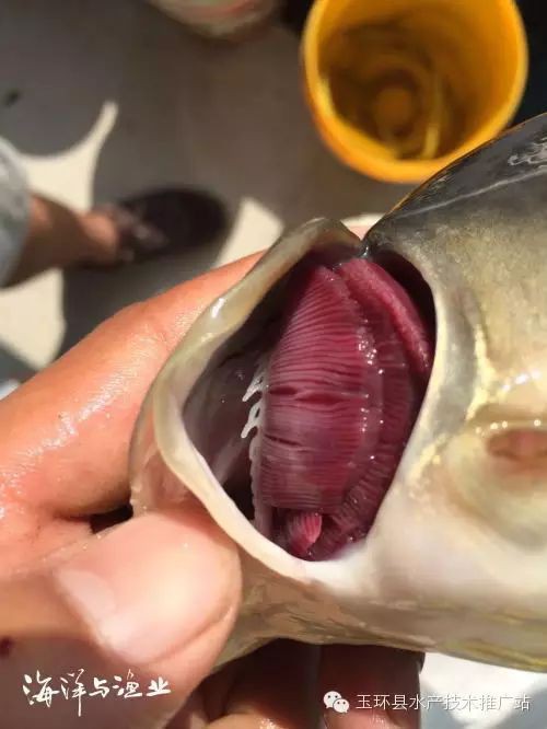 魚爛鰓會傳染嗎【魚爛鰓病會傳染嗎魚爛鰓病最好用什么藥你一定要知道】