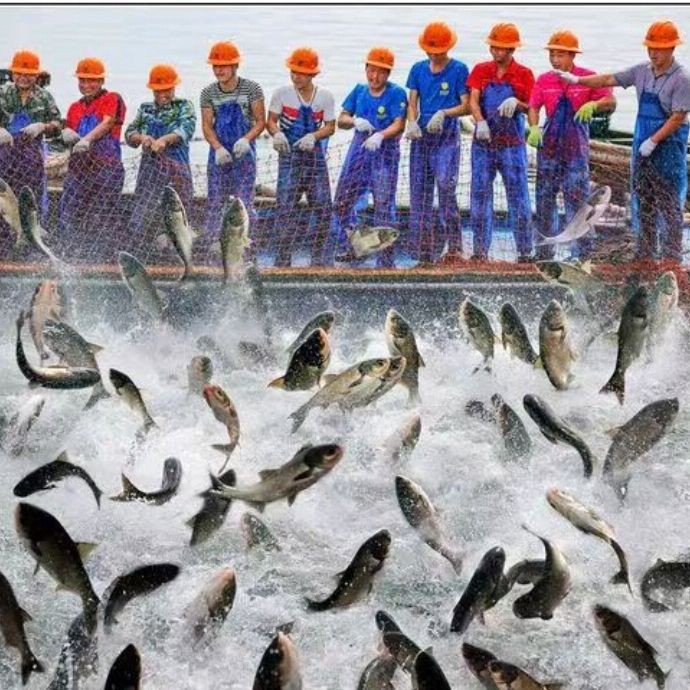 魚爛鰓會傳染嗎【魚爛鰓病會傳染嗎魚爛鰓病最好用什么藥你一定要知道】