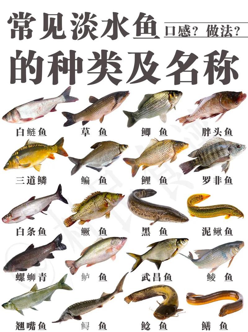 100種魚圖片【100種魚圖片《100種魚圖片》匯聚了豐富多樣的魚類影像資料】