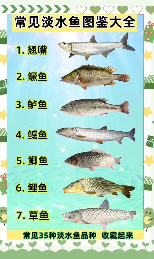 100種魚圖片【100種魚圖片《100種魚圖片》匯聚了豐富多樣的魚類影像資料】
