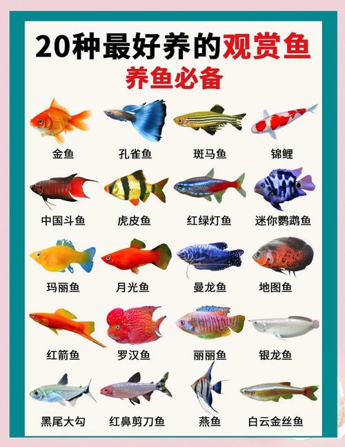 100種魚圖片【100種魚圖片《100種魚圖片》匯聚了豐富多樣的魚類影像資料】