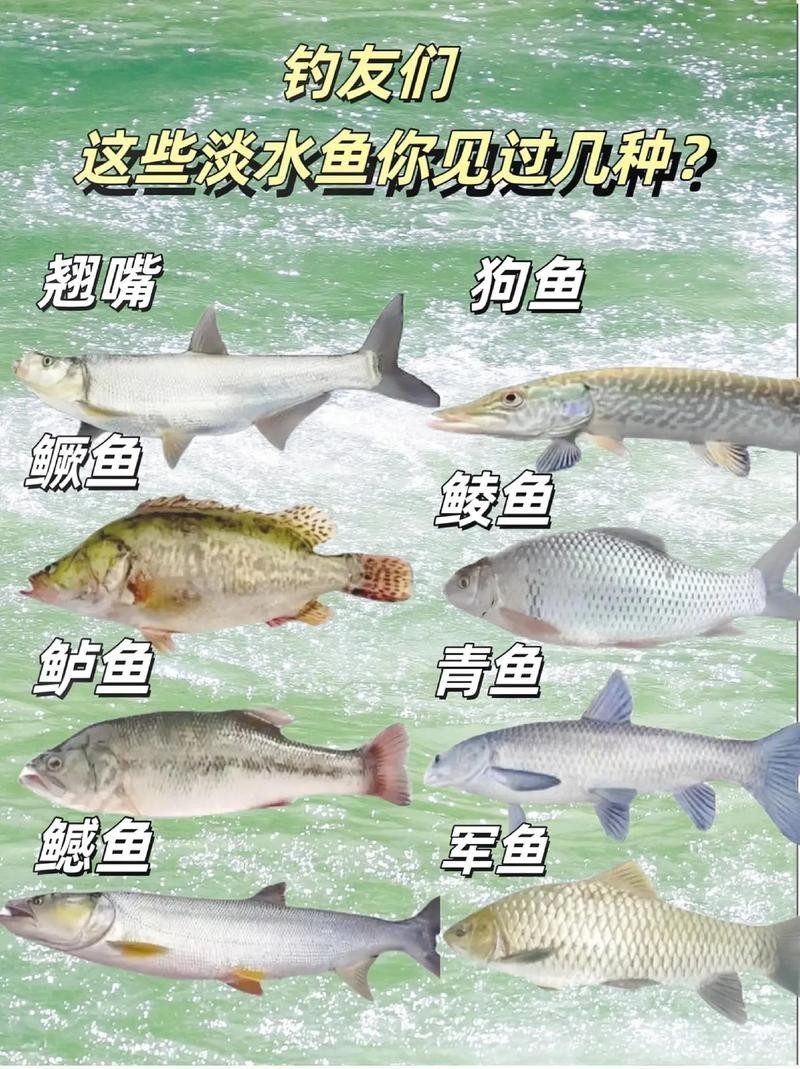100種魚圖片【100種魚圖片《100種魚圖片》匯聚了豐富多樣的魚類影像資料】