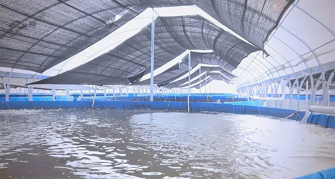 廣水龍魚店【廣水市有沒有龍魚養殖場】