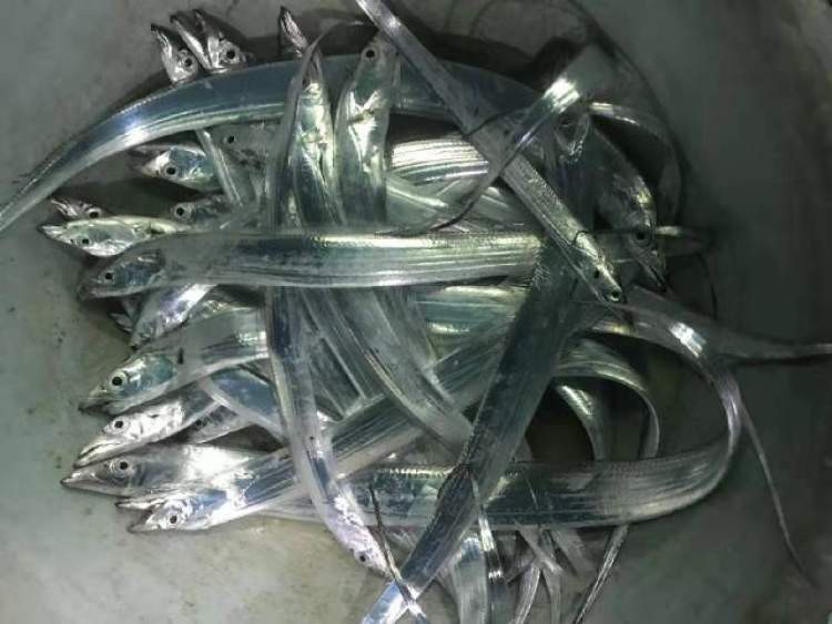 深海虎頭魚多少錢一斤【深海虎頭魚價格多少錢一斤】