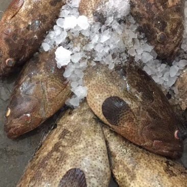 深海虎頭魚多少錢一斤【深海虎頭魚價格多少錢一斤】