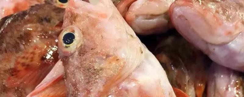 深海虎頭魚多少錢一斤【深海虎頭魚價格多少錢一斤】