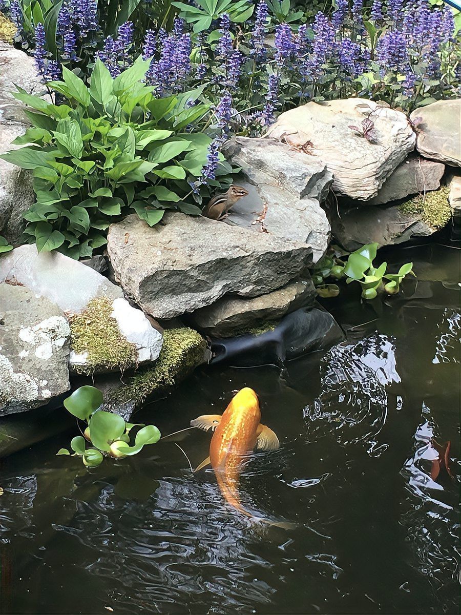 愛養魚的龍龍10米魚池【《愛養魚的龍龍10米魚池》】