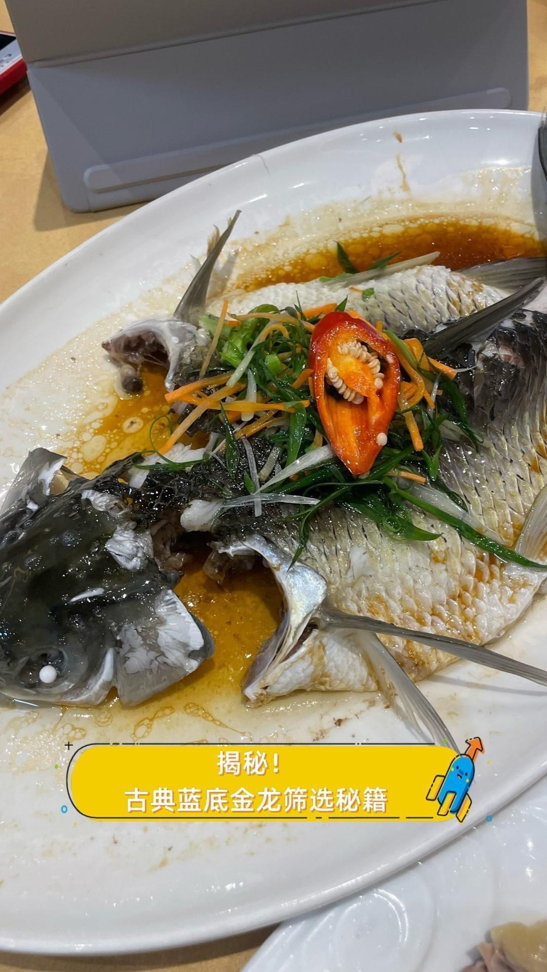 如何判斷古典藍底過背金龍魚的品質(zhì)【判斷古典藍底過背金龍魚的品質(zhì)需綜合多方面特征】