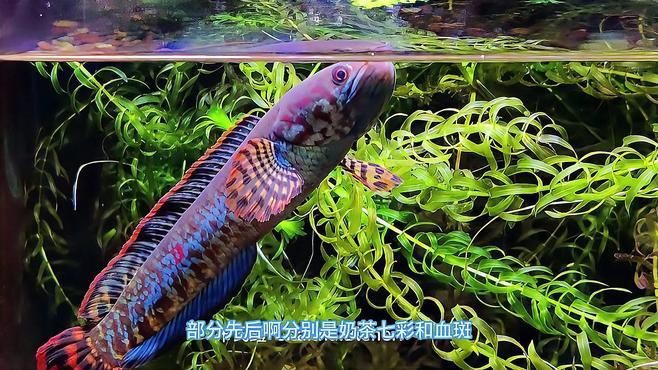 雷龍魚有哪些品種【四大雷龍品種大揭秘,新手必看!】