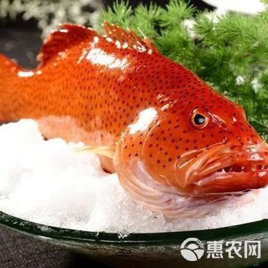 東星斑算是貴的魚嗎【東星斑在魚類中的佼佼者地位,成吉思汗在魚類中的佼佼者地位】