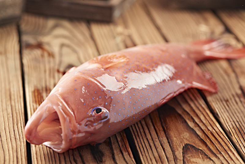 東星斑算是貴的魚嗎【東星斑在魚類中的佼佼者地位,成吉思汗在魚類中的佼佼者地位】