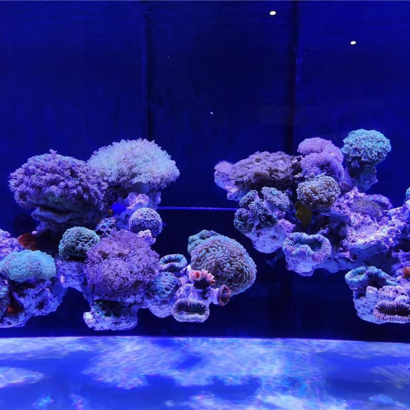 茂名水族店【茂名人的“海洋世界”】 全國水族館企業名錄 第5張 茂名水族店【茂名人的“海洋世界”】 茂名水族店【茂名人的“海洋世界”】 全國水族館企業名錄 第5張