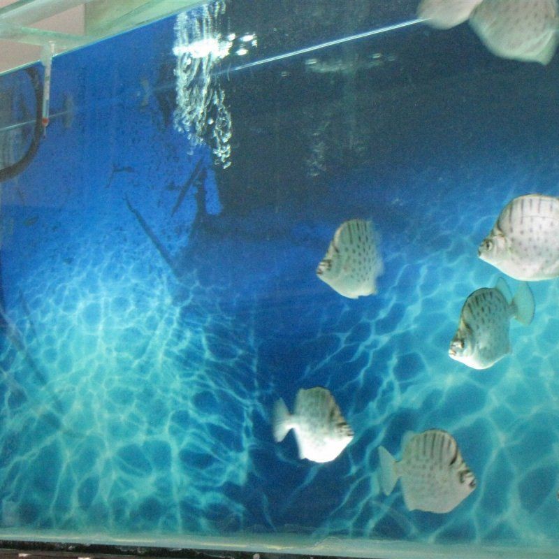 茂名水族店【茂名人的“海洋世界”】 全國水族館企業名錄 第3張 茂名水族店【茂名人的“海洋世界”】 茂名水族店【茂名人的“海洋世界”】 全國水族館企業名錄 第3張