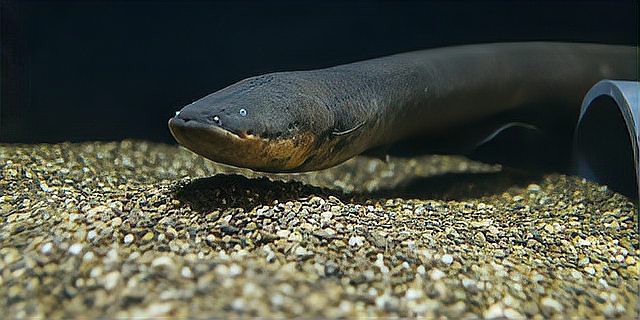 電鰻和鰻魚是一種魚嗎【電鰻和鰻魚是一種鰻魚嗎百度教育電鰻是一種鰻魚嗎】
