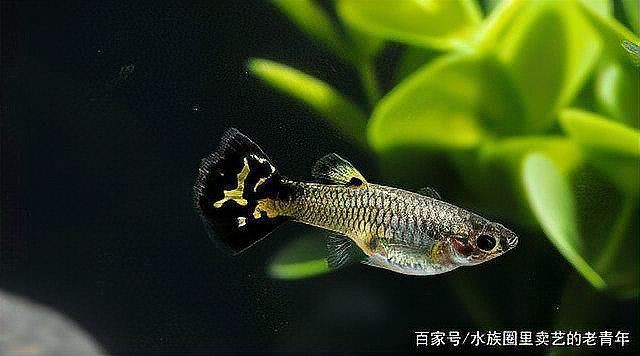 母孔雀魚亂竄像瘋了一樣【孔雀魚為什么總是攻擊公魚，這正常嗎】