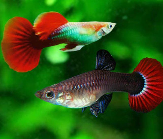 母孔雀魚亂竄像瘋了一樣【孔雀魚為什么總是攻擊公魚，這正常嗎】