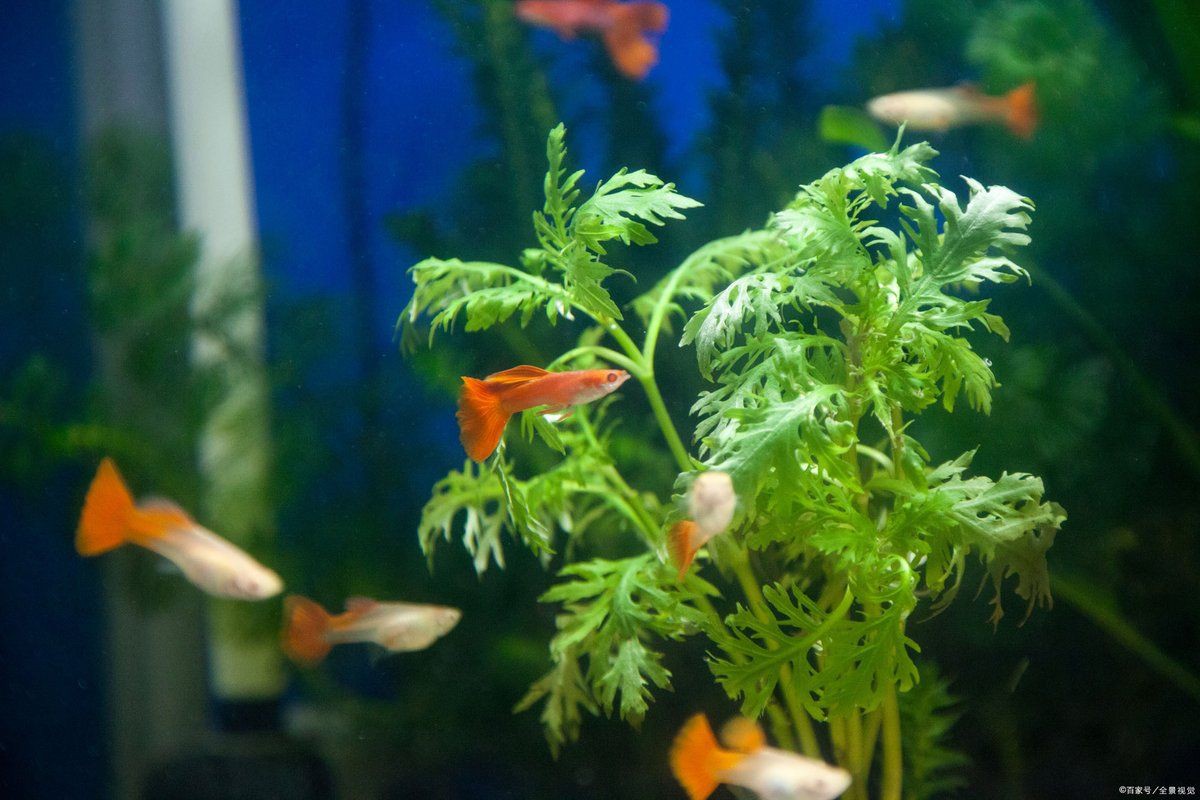 母孔雀魚亂竄像瘋了一樣【孔雀魚為什么總是攻擊公魚，這正常嗎】