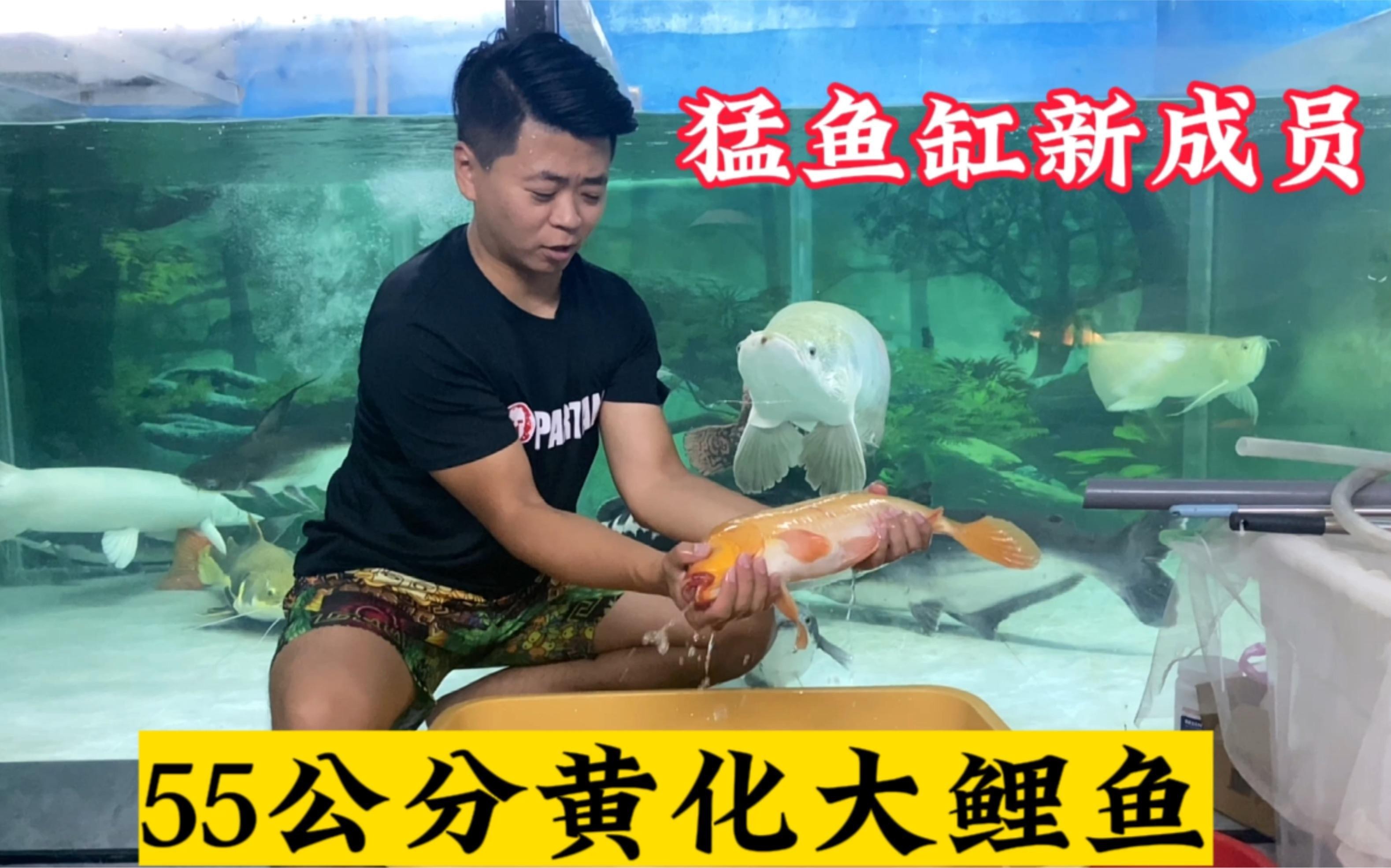 愛養魚的龍龍全部視頻【“愛養魚的龍龍全部視頻”聚焦于博主龍龍圍繞養魚展開的一系列精彩內容】