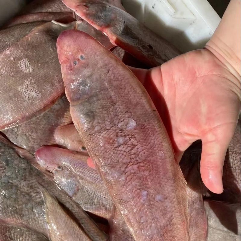 閩南皇帝魚【清蒸皇帝魚怎么做_清蒸皇帝魚的做法_長樂人經常吃的這種魚】