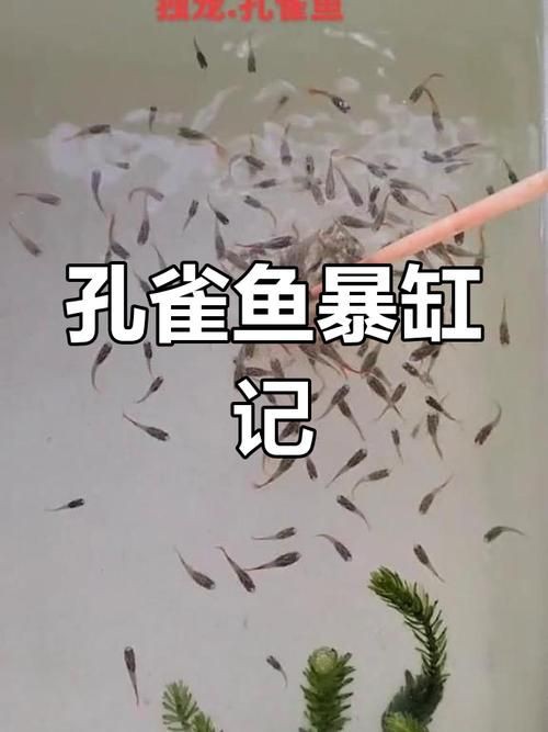 孔雀魚1～3個(gè)月成長圖【“孔雀魚1～3個(gè)月成長圖”系統(tǒng)記錄了該物種早期發(fā)育的關(guān)鍵階段】 孔雀魚1～3個(gè)月成長圖【“孔雀魚1～3個(gè)月成長圖”系統(tǒng)記錄了該物種早期發(fā)育的關(guān)鍵階段】 龍魚百科 第21張