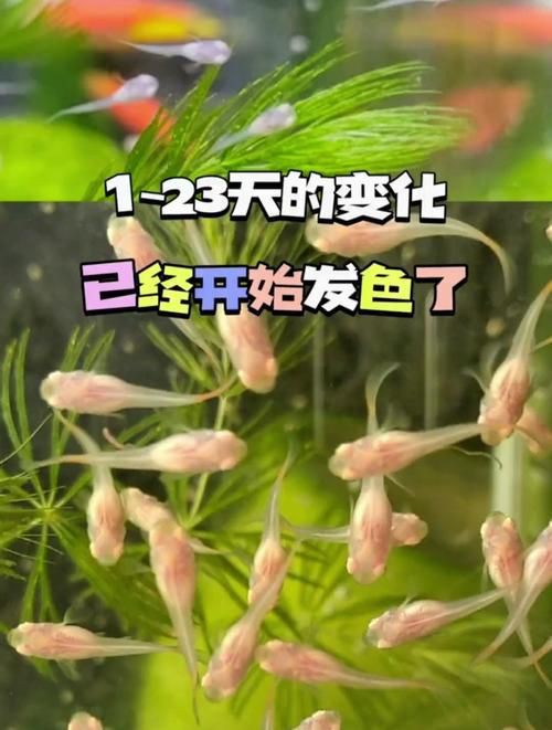 孔雀魚1～3個(gè)月成長圖【“孔雀魚1～3個(gè)月成長圖”系統(tǒng)記錄了該物種早期發(fā)育的關(guān)鍵階段】 孔雀魚1～3個(gè)月成長圖【“孔雀魚1～3個(gè)月成長圖”系統(tǒng)記錄了該物種早期發(fā)育的關(guān)鍵階段】 龍魚百科 第19張