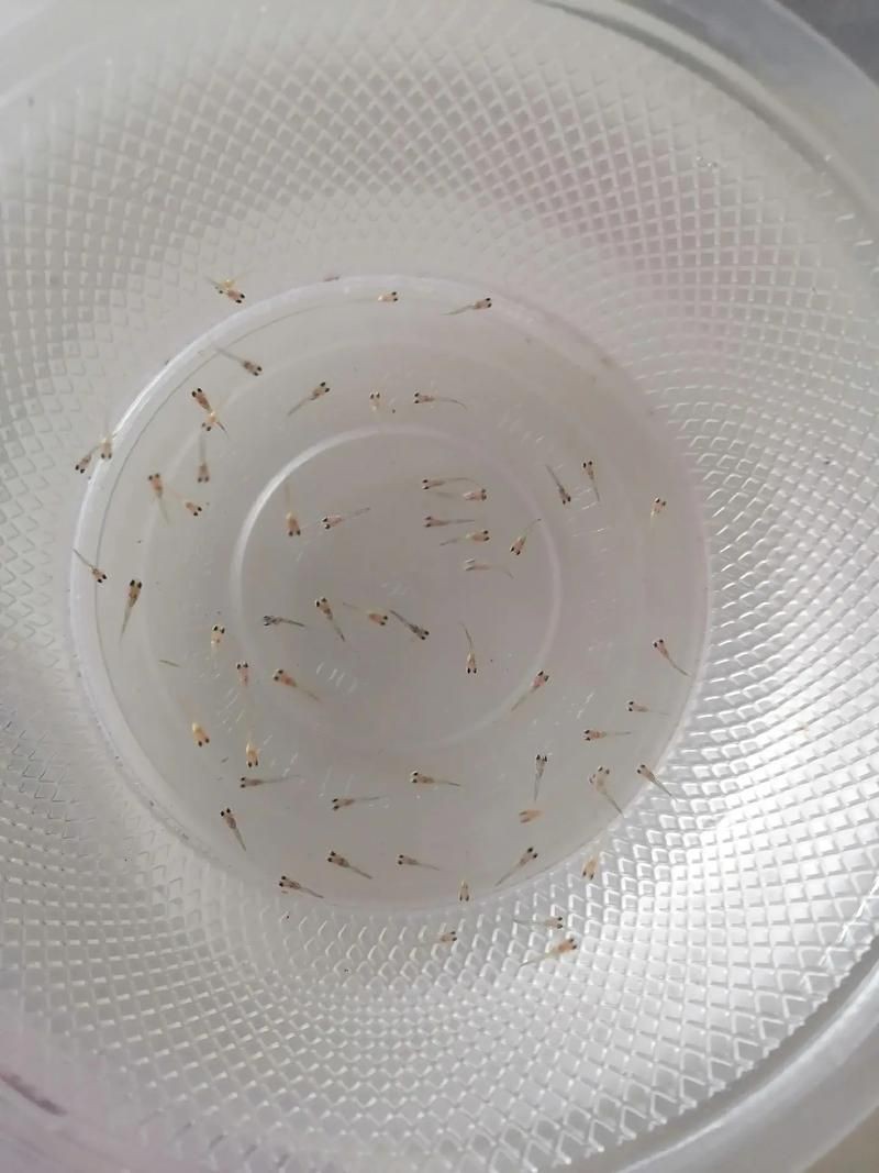 孔雀魚1～3個(gè)月成長圖【“孔雀魚1～3個(gè)月成長圖”系統(tǒng)記錄了該物種早期發(fā)育的關(guān)鍵階段】 孔雀魚1～3個(gè)月成長圖【“孔雀魚1～3個(gè)月成長圖”系統(tǒng)記錄了該物種早期發(fā)育的關(guān)鍵階段】 龍魚百科 第18張
