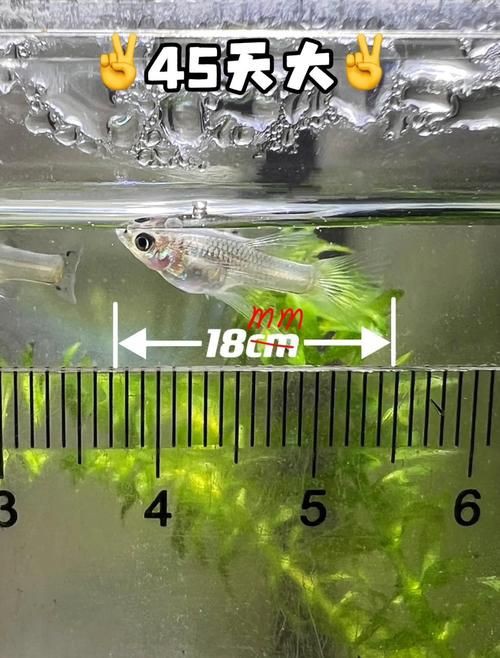 孔雀魚1～3個(gè)月成長圖【“孔雀魚1～3個(gè)月成長圖”系統(tǒng)記錄了該物種早期發(fā)育的關(guān)鍵階段】 孔雀魚1～3個(gè)月成長圖【“孔雀魚1～3個(gè)月成長圖”系統(tǒng)記錄了該物種早期發(fā)育的關(guān)鍵階段】 龍魚百科 第5張