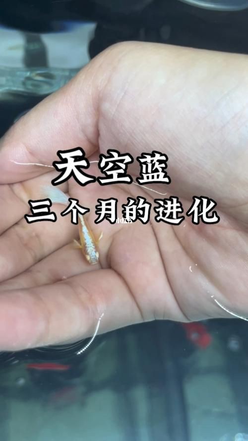 孔雀魚1～3個(gè)月成長圖【“孔雀魚1～3個(gè)月成長圖”系統(tǒng)記錄了該物種早期發(fā)育的關(guān)鍵階段】 孔雀魚1～3個(gè)月成長圖【“孔雀魚1～3個(gè)月成長圖”系統(tǒng)記錄了該物種早期發(fā)育的關(guān)鍵階段】 龍魚百科 第10張