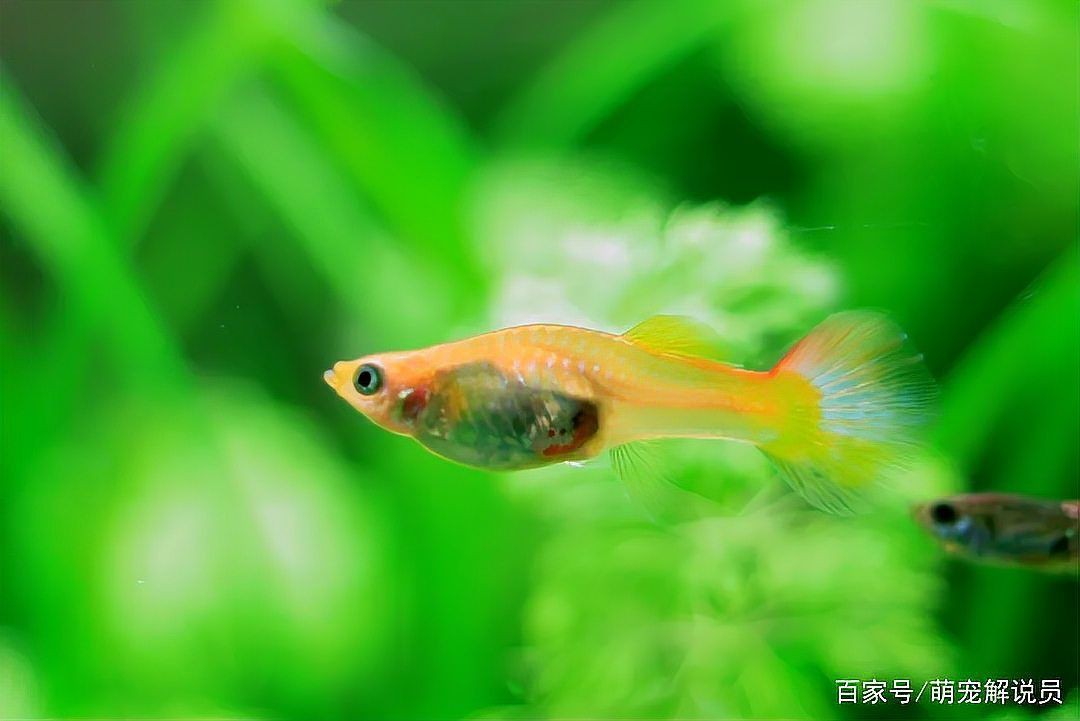孔雀魚1～3個(gè)月成長圖【“孔雀魚1～3個(gè)月成長圖”系統(tǒng)記錄了該物種早期發(fā)育的關(guān)鍵階段】 孔雀魚1～3個(gè)月成長圖【“孔雀魚1～3個(gè)月成長圖”系統(tǒng)記錄了該物種早期發(fā)育的關(guān)鍵階段】 龍魚百科 第28張