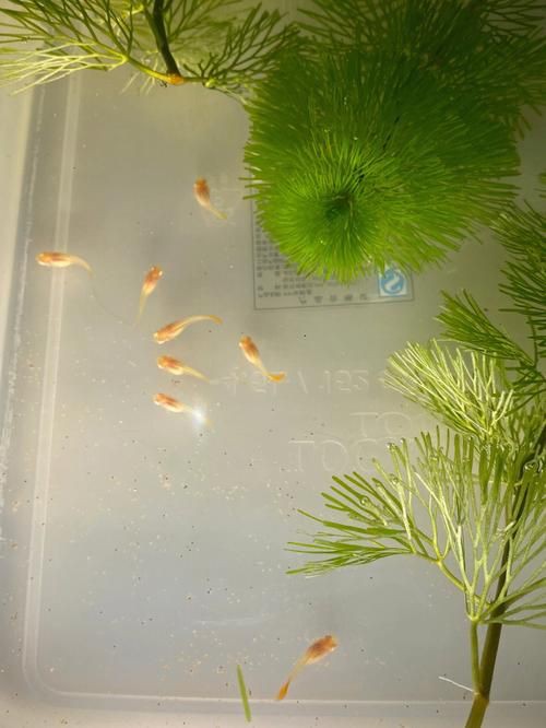 孔雀魚1～3個(gè)月成長圖【“孔雀魚1～3個(gè)月成長圖”系統(tǒng)記錄了該物種早期發(fā)育的關(guān)鍵階段】 孔雀魚1～3個(gè)月成長圖【“孔雀魚1～3個(gè)月成長圖”系統(tǒng)記錄了該物種早期發(fā)育的關(guān)鍵階段】 龍魚百科 第23張