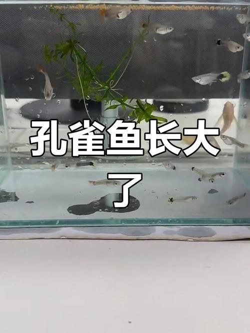 孔雀魚1～3個(gè)月成長圖【“孔雀魚1～3個(gè)月成長圖”系統(tǒng)記錄了該物種早期發(fā)育的關(guān)鍵階段】 孔雀魚1～3個(gè)月成長圖【“孔雀魚1～3個(gè)月成長圖”系統(tǒng)記錄了該物種早期發(fā)育的關(guān)鍵階段】 龍魚百科 第25張