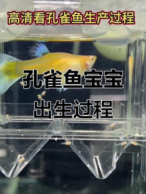 孔雀魚1～3個(gè)月成長圖【“孔雀魚1～3個(gè)月成長圖”系統(tǒng)記錄了該物種早期發(fā)育的關(guān)鍵階段】 孔雀魚1～3個(gè)月成長圖【“孔雀魚1～3個(gè)月成長圖”系統(tǒng)記錄了該物種早期發(fā)育的關(guān)鍵階段】 龍魚百科 第9張