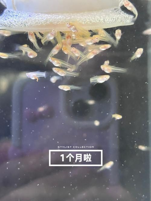 孔雀魚1～3個(gè)月成長圖【“孔雀魚1～3個(gè)月成長圖”系統(tǒng)記錄了該物種早期發(fā)育的關(guān)鍵階段】 孔雀魚1～3個(gè)月成長圖【“孔雀魚1～3個(gè)月成長圖”系統(tǒng)記錄了該物種早期發(fā)育的關(guān)鍵階段】 龍魚百科 第7張