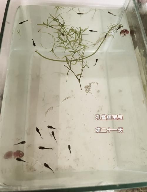 孔雀魚1～3個(gè)月成長(zhǎng)圖【“孔雀魚1～3個(gè)月成長(zhǎng)圖”系統(tǒng)記錄了該物種早期發(fā)育的關(guān)鍵階段】