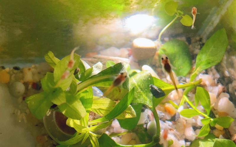 孔雀魚1～3個(gè)月成長圖【“孔雀魚1～3個(gè)月成長圖”系統(tǒng)記錄了該物種早期發(fā)育的關(guān)鍵階段】 孔雀魚1～3個(gè)月成長圖【“孔雀魚1～3個(gè)月成長圖”系統(tǒng)記錄了該物種早期發(fā)育的關(guān)鍵階段】 龍魚百科 第27張