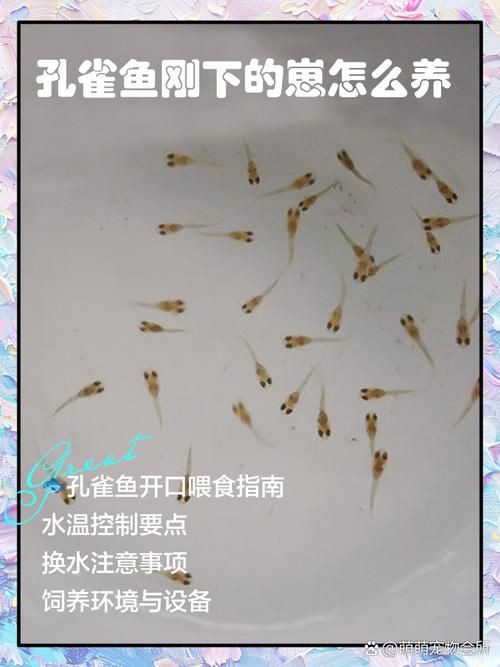 孔雀魚1～3個(gè)月成長圖【“孔雀魚1～3個(gè)月成長圖”系統(tǒng)記錄了該物種早期發(fā)育的關(guān)鍵階段】 孔雀魚1～3個(gè)月成長圖【“孔雀魚1～3個(gè)月成長圖”系統(tǒng)記錄了該物種早期發(fā)育的關(guān)鍵階段】 龍魚百科 第14張