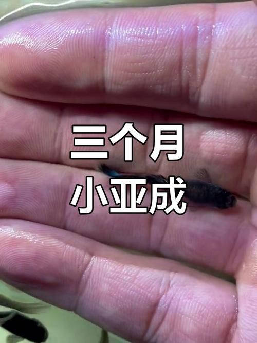 孔雀魚1～3個(gè)月成長(zhǎng)圖【“孔雀魚1～3個(gè)月成長(zhǎng)圖”系統(tǒng)記錄了該物種早期發(fā)育的關(guān)鍵階段】