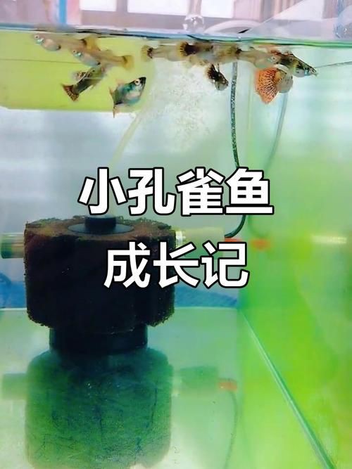 孔雀魚1～3個(gè)月成長圖【“孔雀魚1～3個(gè)月成長圖”系統(tǒng)記錄了該物種早期發(fā)育的關(guān)鍵階段】 孔雀魚1～3個(gè)月成長圖【“孔雀魚1～3個(gè)月成長圖”系統(tǒng)記錄了該物種早期發(fā)育的關(guān)鍵階段】 龍魚百科 第12張