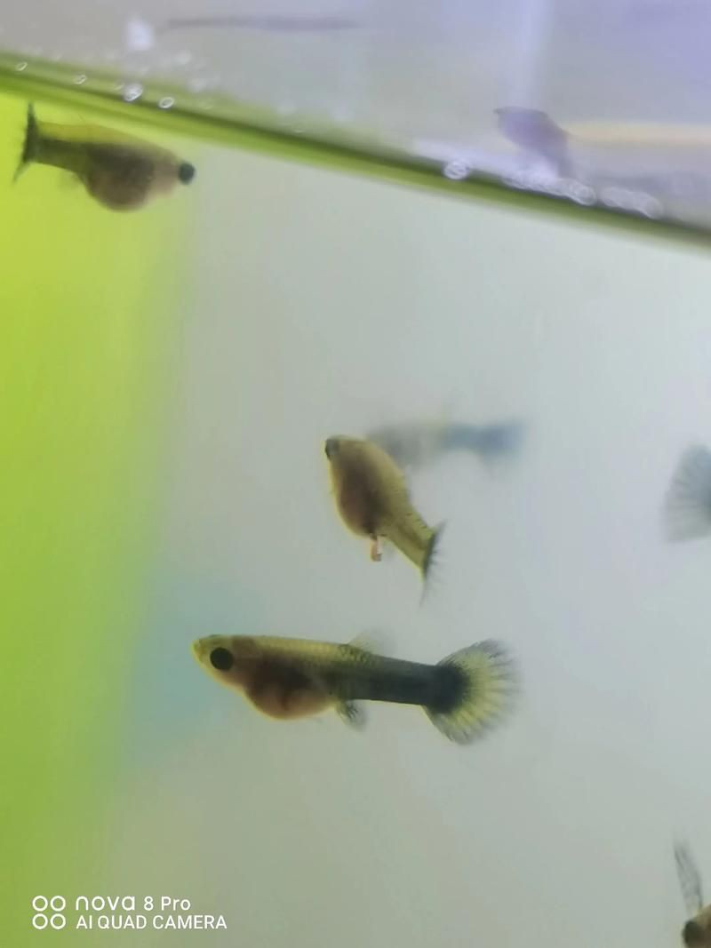 孔雀魚1～3個(gè)月成長圖【“孔雀魚1～3個(gè)月成長圖”系統(tǒng)記錄了該物種早期發(fā)育的關(guān)鍵階段】 孔雀魚1～3個(gè)月成長圖【“孔雀魚1～3個(gè)月成長圖”系統(tǒng)記錄了該物種早期發(fā)育的關(guān)鍵階段】 龍魚百科 第6張
